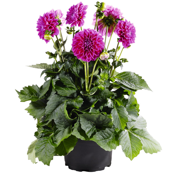 Georginer 'Dahlia hybrid' 21 cm potte